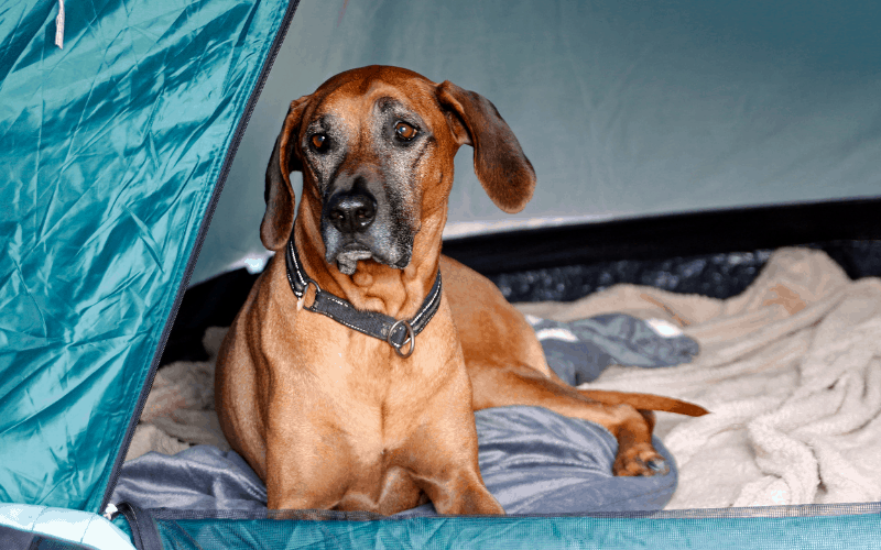 keep your dog warm when camping