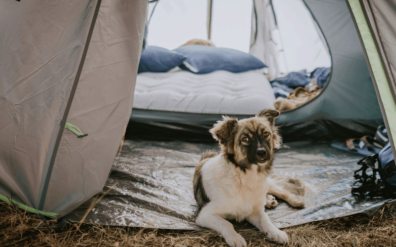 best-tents-for-camping-dog