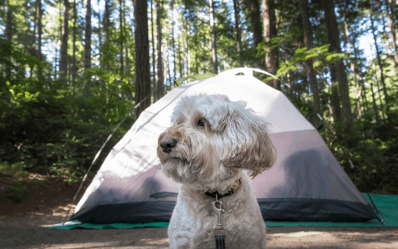 dog-tent-camping